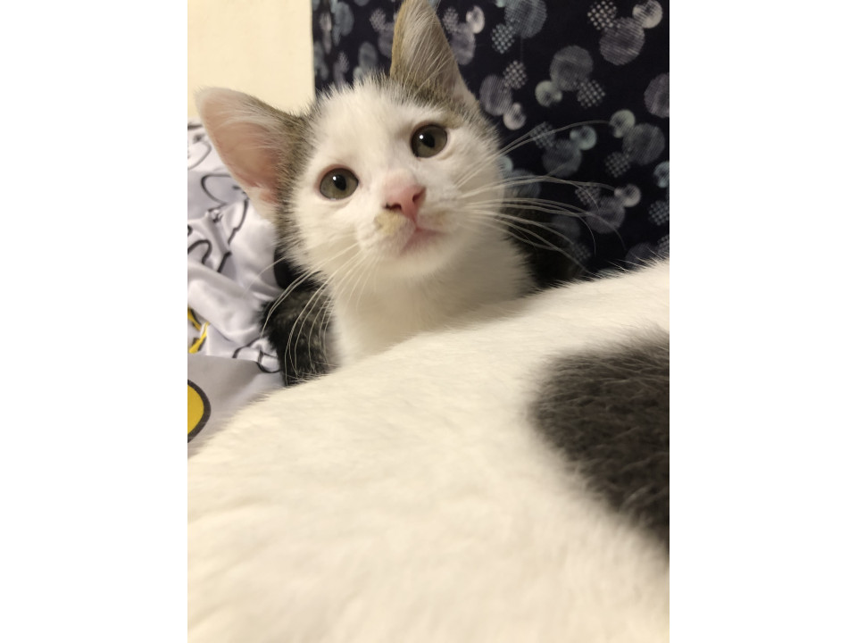可愛い子猫