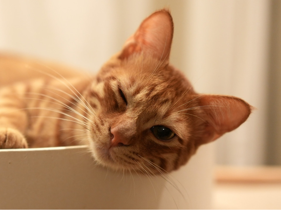 他の猫の気持ちが分かるとても優しい子♡