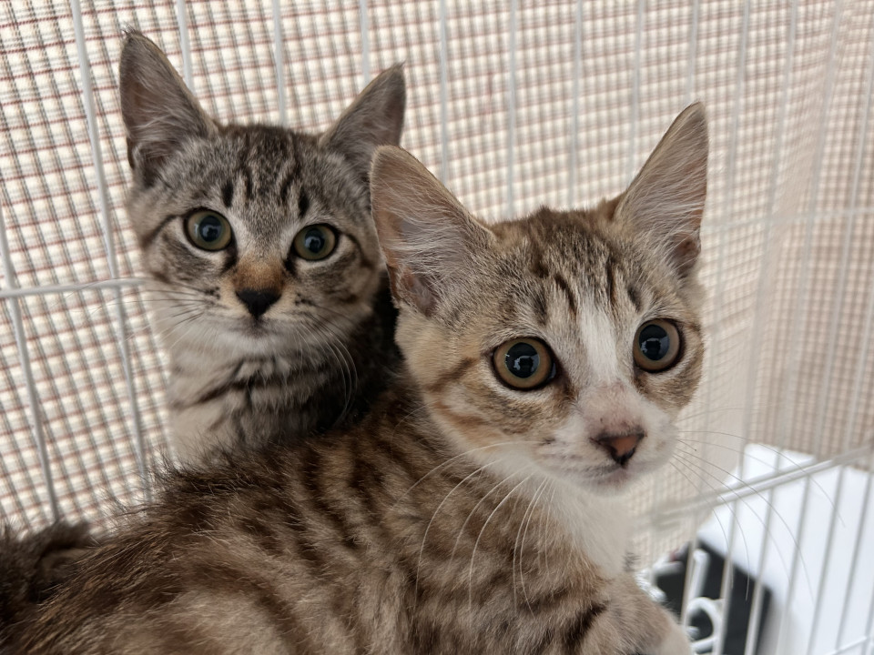 子猫2匹とママ猫