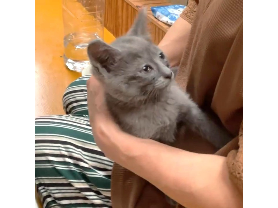 活発なグレーくん