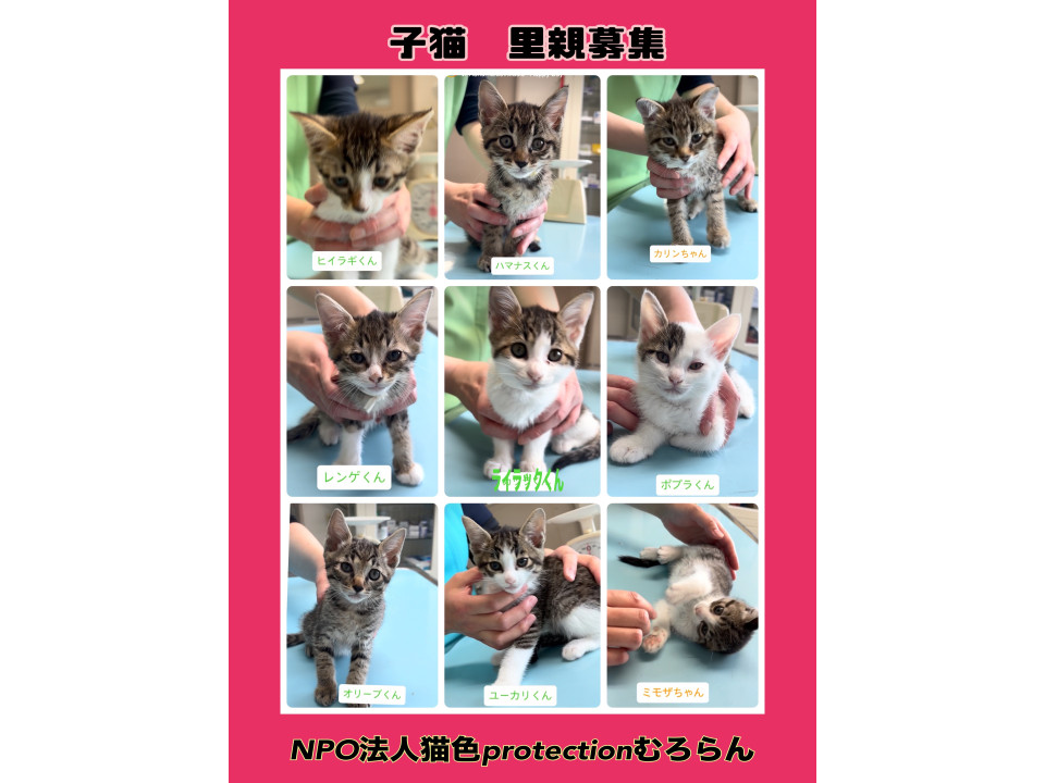 9匹兄妹