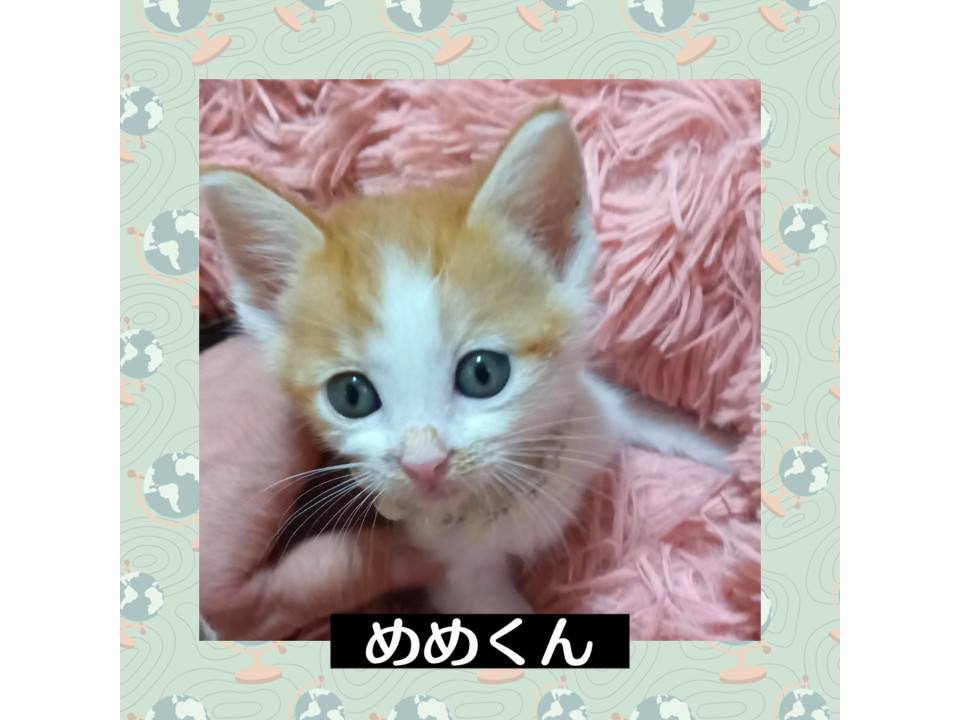 茶白ボーイ　めめくん