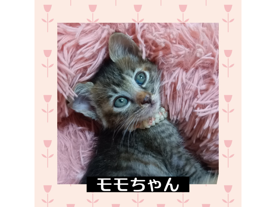可愛い麦わらのももちゃん