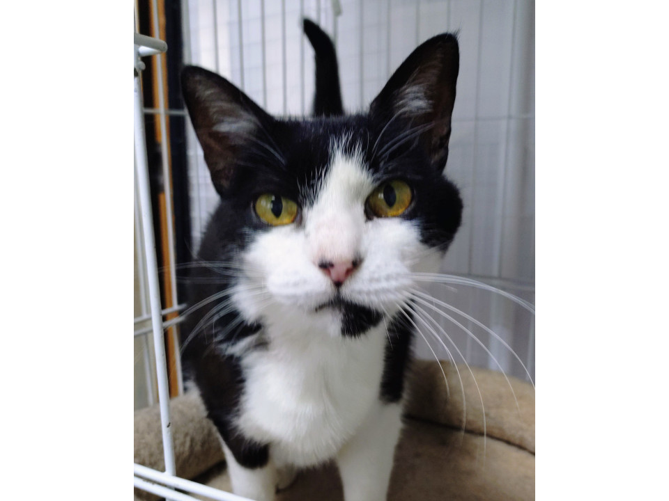 飼い主さん逝去でひとりぼっち