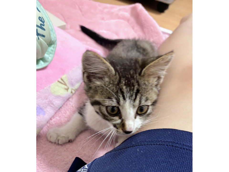 めちゃくちゃ甘えん坊の猫ちゃん