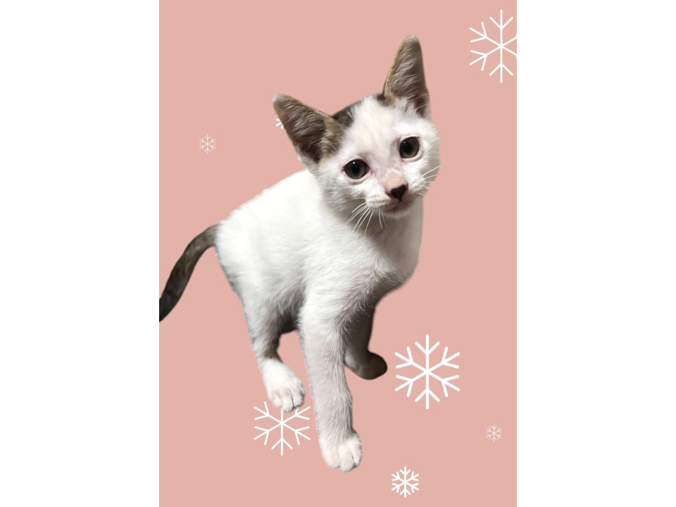 懐っこい子猫♪女の子です。