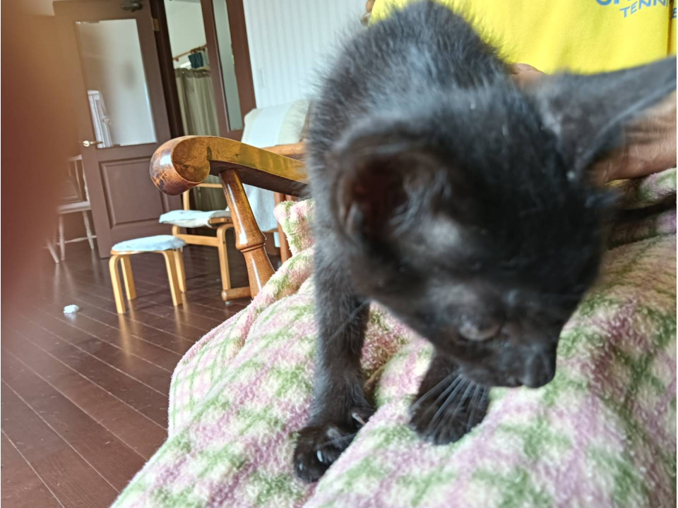 おっとり黒猫ちゃん