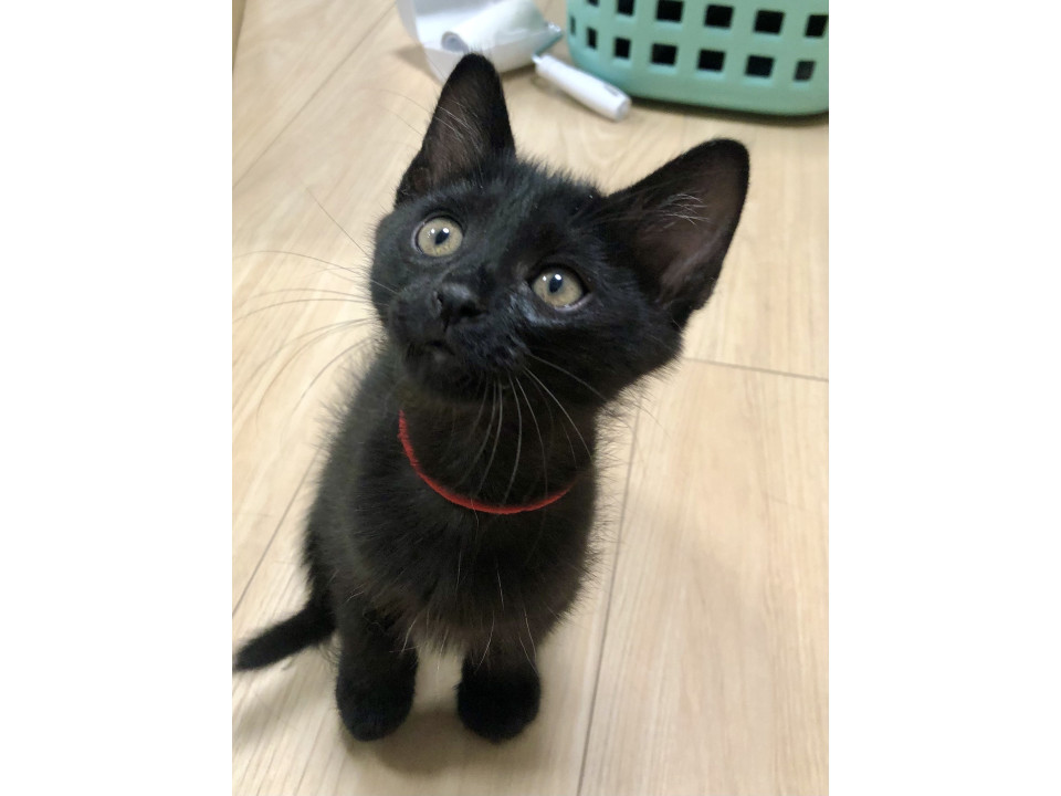 おっとり可愛い黒ちゃんです。