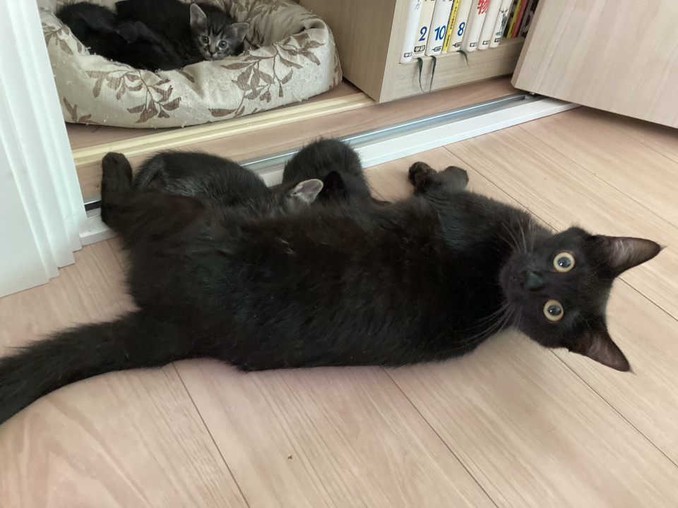 人慣れした若いママ猫です