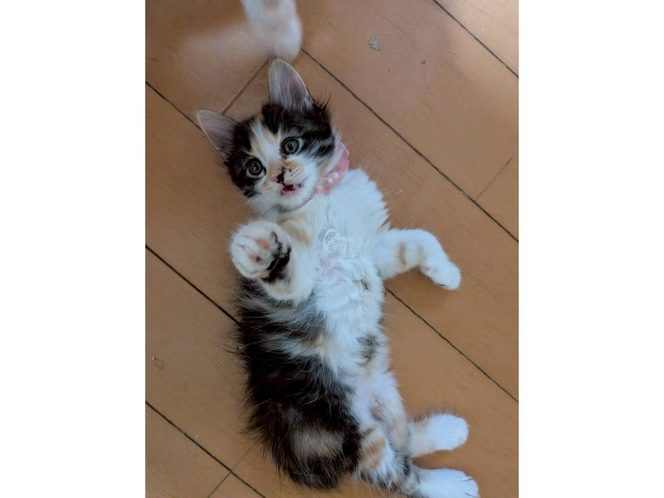黒三毛のナッツちゃん