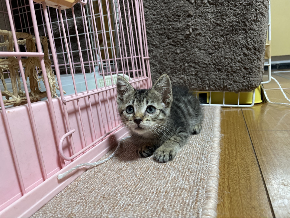 黒トラ　可愛いお目目　吸い込まれる〜