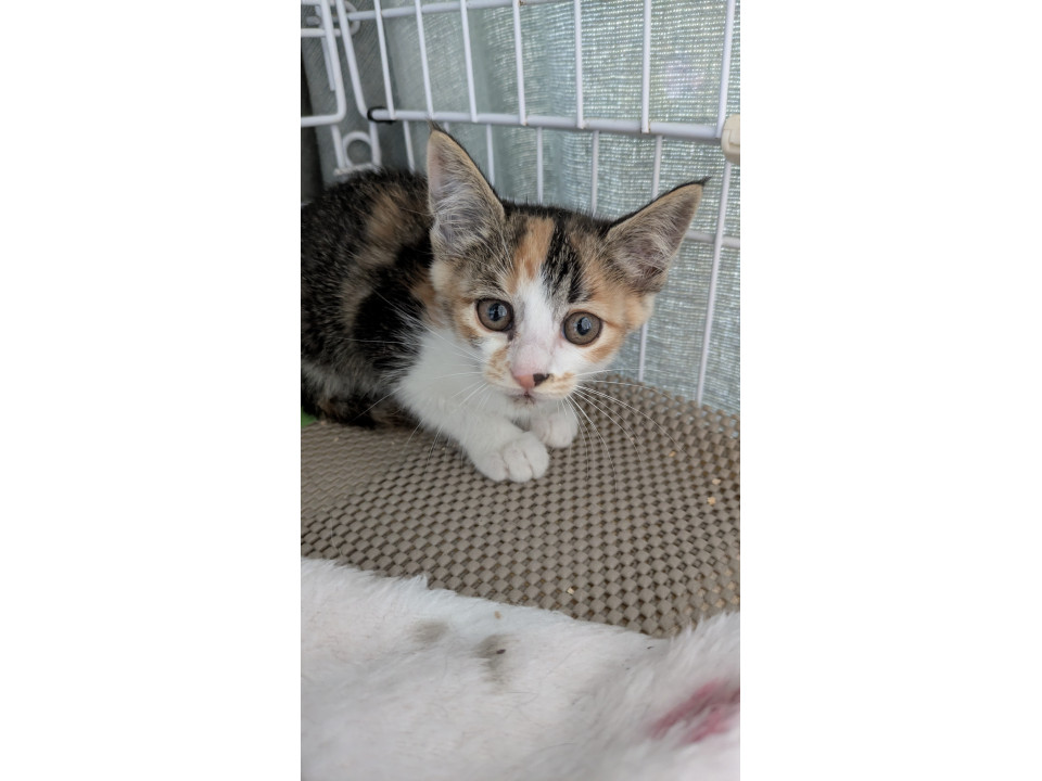 元気な三毛猫ちゃん
