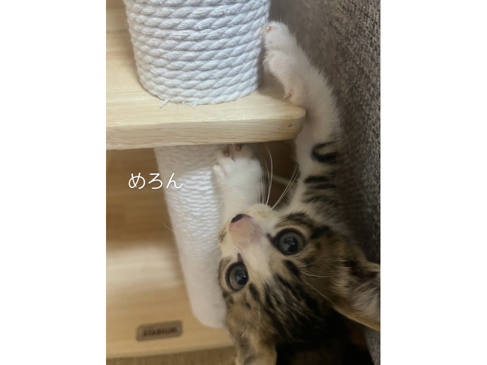 ボクはキジ白　めろん