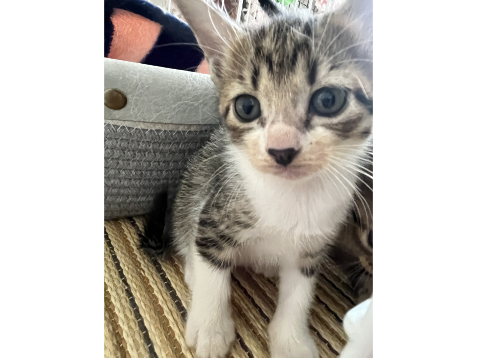 人馴れバッチリ　ひめちゃん