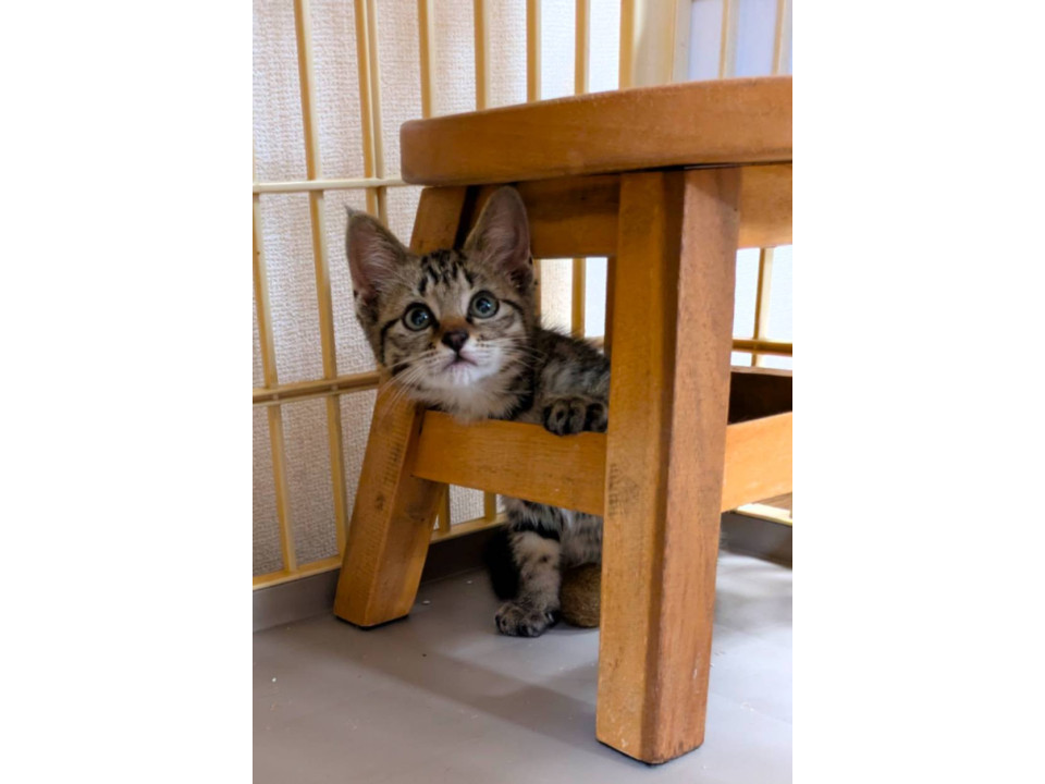 成猫大好き 明るい性格です。