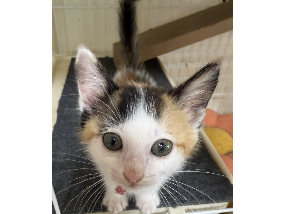 三毛猫のハニーちゃん
