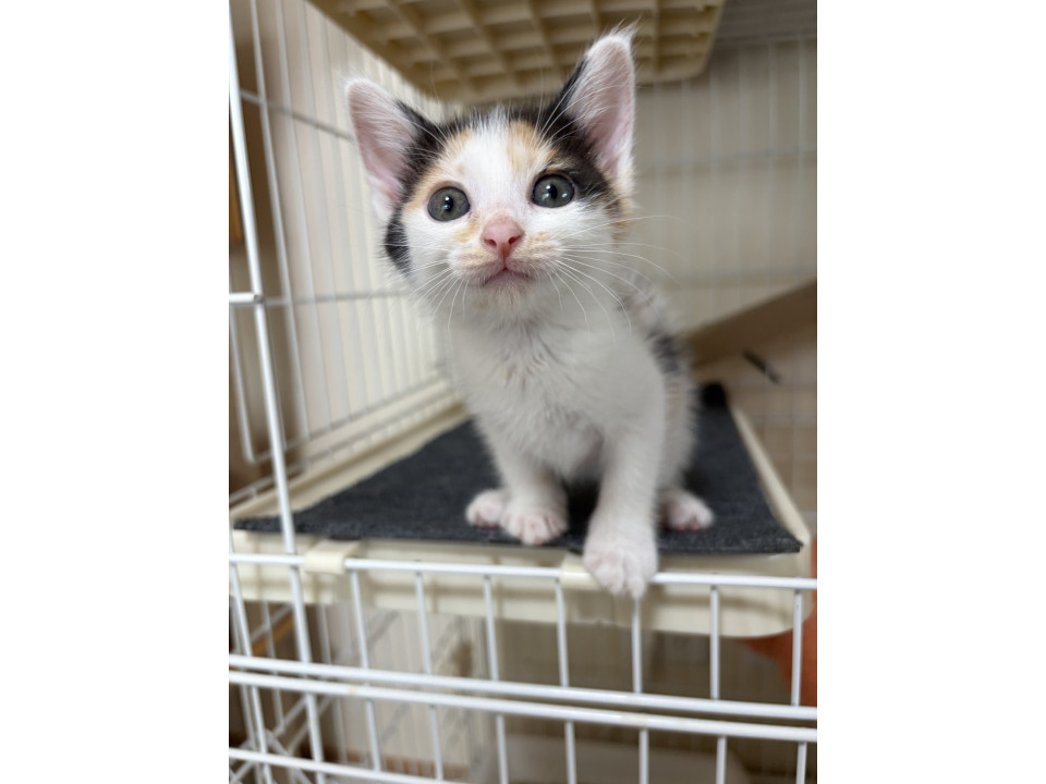 三毛猫のジャムちゃん