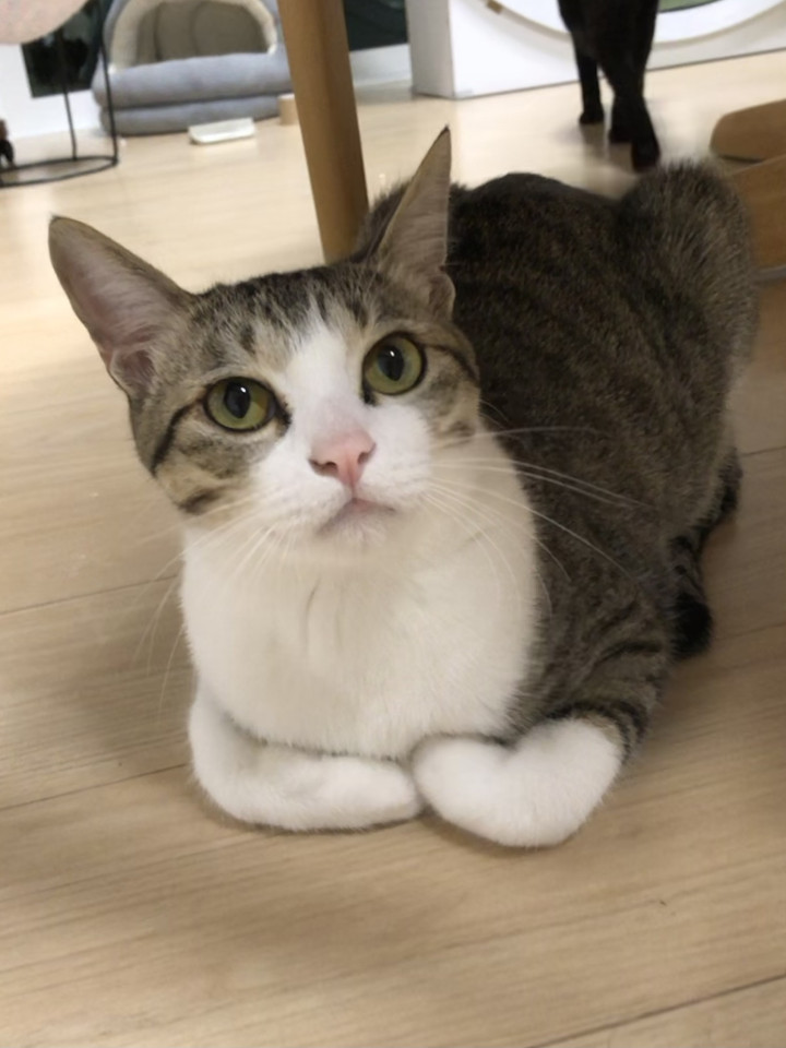 ピンクのお鼻のぼくちゃんです。