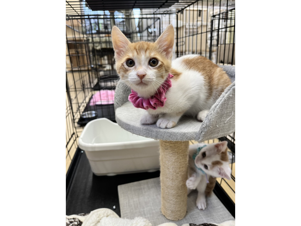 ふわふわ可愛らしい子猫たちです