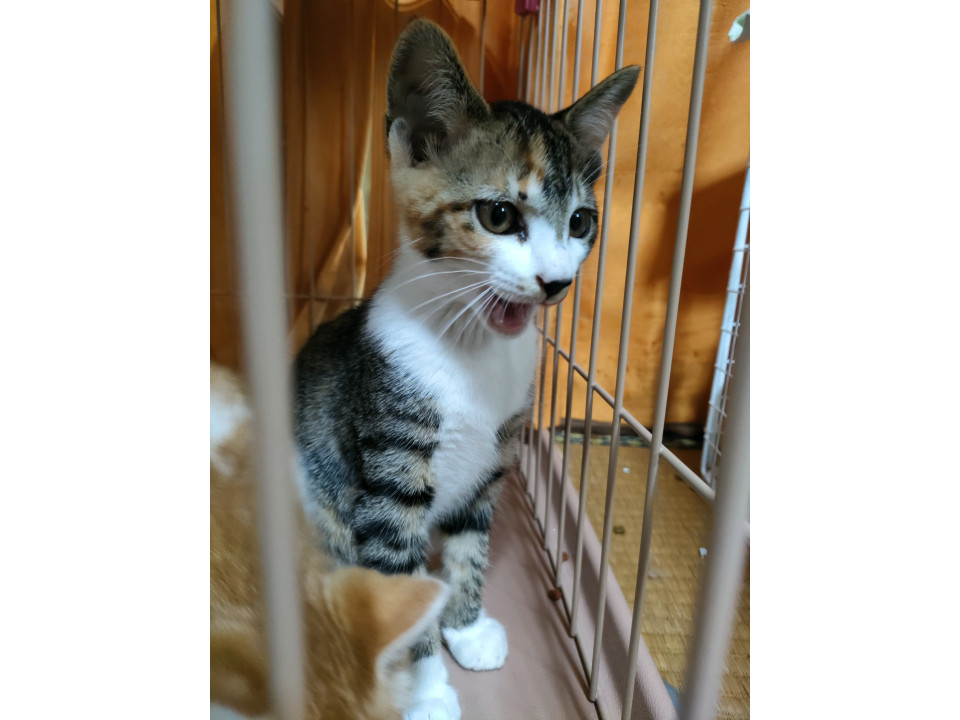 美人三毛猫　3ヶ月里親募集
