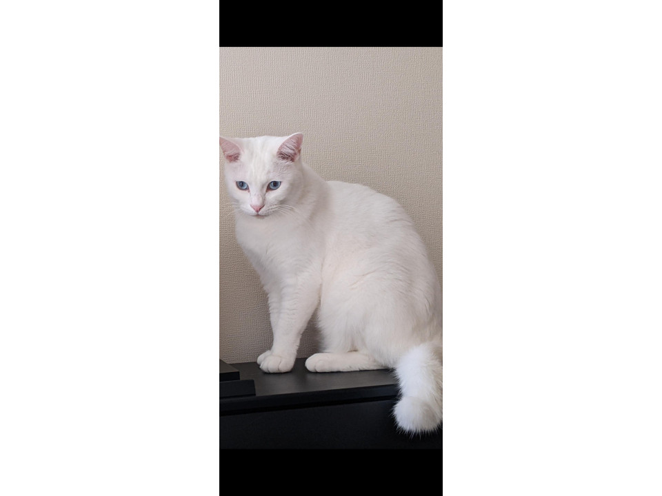 ビビリ