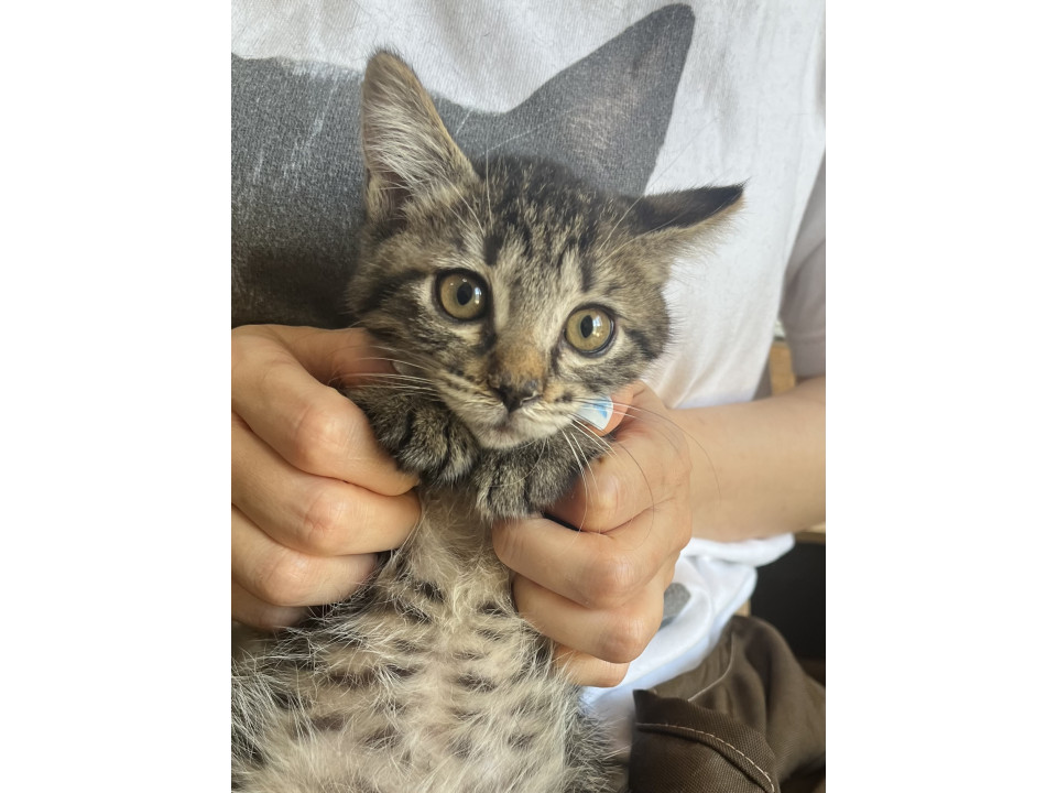 動画ありキジ猫ちゃん譲渡会参加