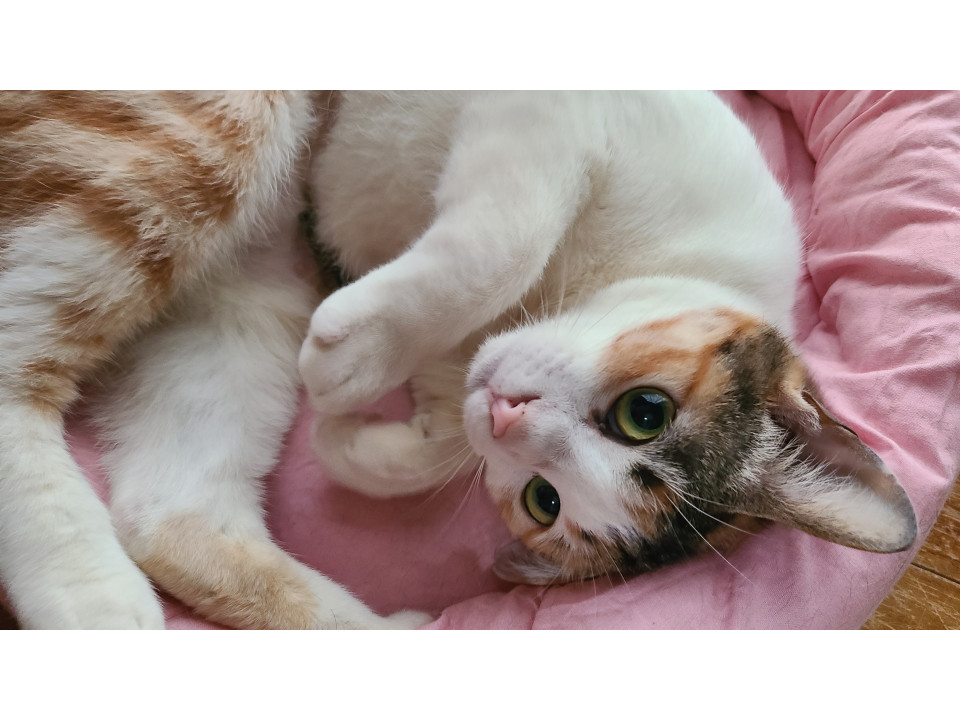 甘えん坊で食いしん坊な三毛猫ちゃん