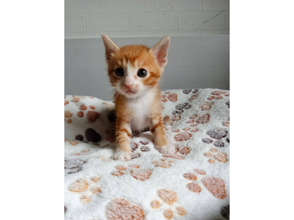 可愛い子猫☆5月24日生まれ①