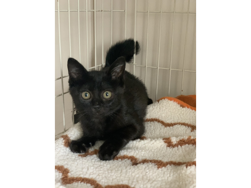 幸せを呼ぶ黒猫ちゃん　鍵しっぽです