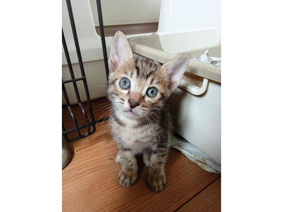 可愛い子猫☆5月24日生まれ①