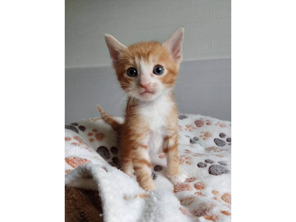 可愛い子猫☆5月24日生まれ①