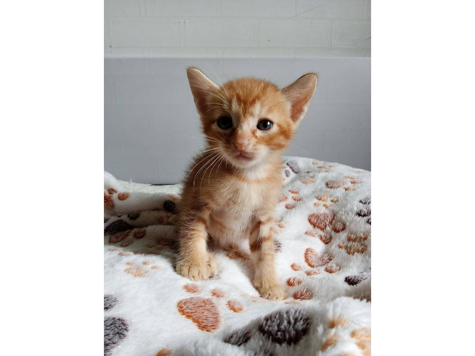 可愛い子猫☆5月24日生まれ①