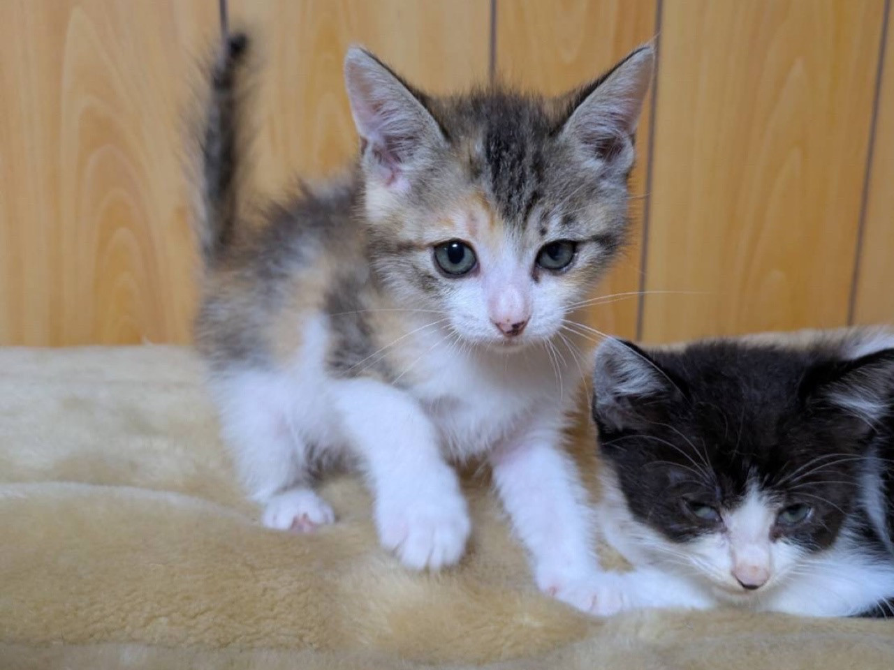 活発でかわいい三毛猫ちゃん