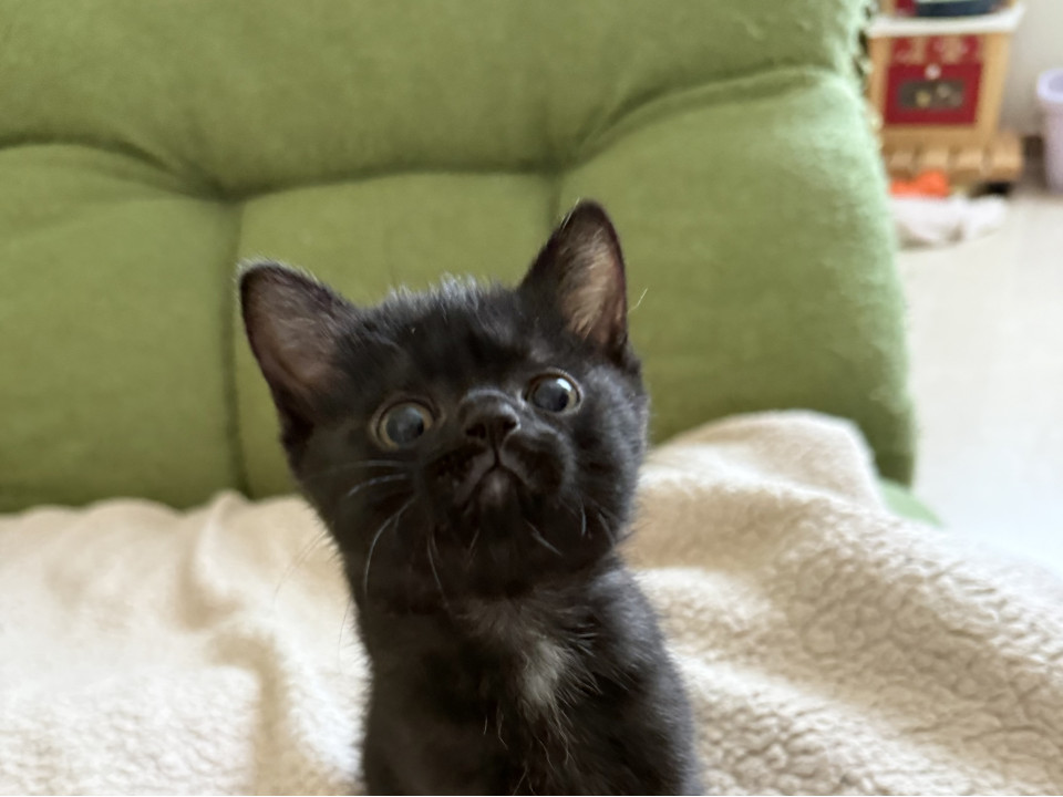 黒猫のよもぎくん