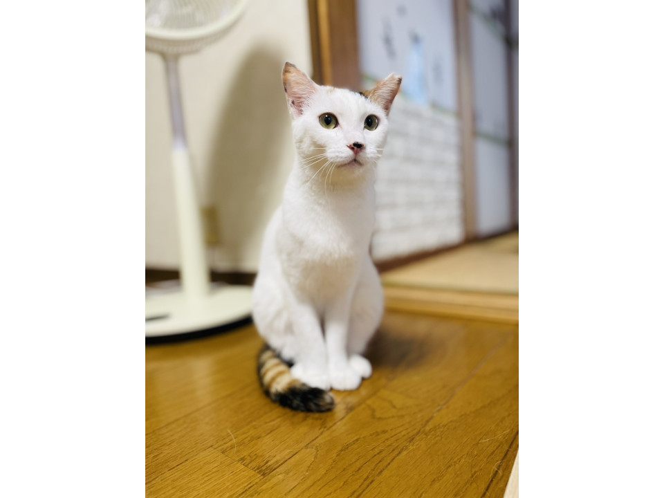 白多めの美しい美猫三毛ちゃん