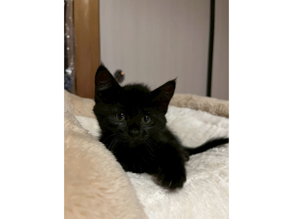 おてんば黒猫女の子！譲渡会初参加！