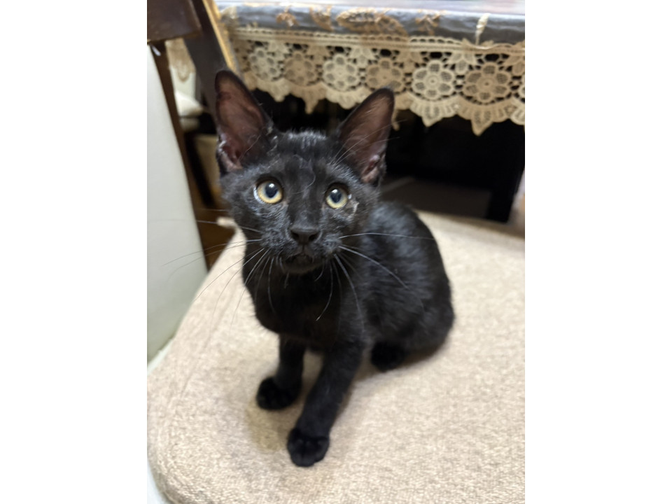 可愛い黒猫のカギッコちゃん