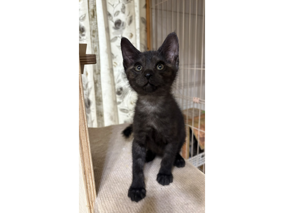 可愛らしい黒猫　ショートちゃん