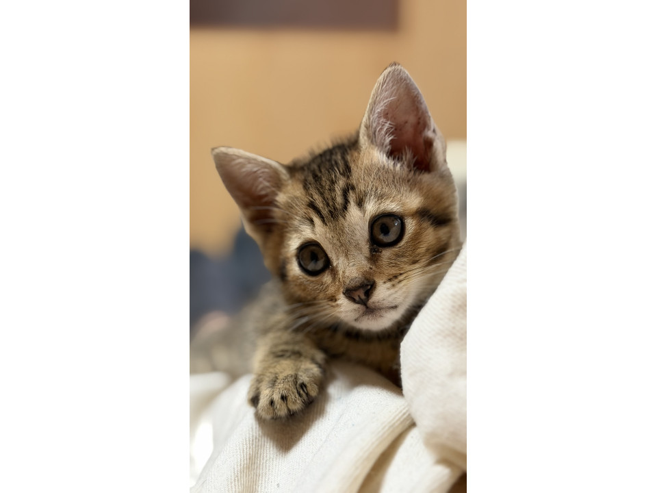 豹柄の様なスポット柄が素敵なきじとら子猫
