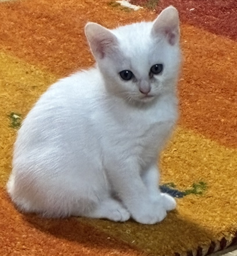 可愛い白猫ちゃん