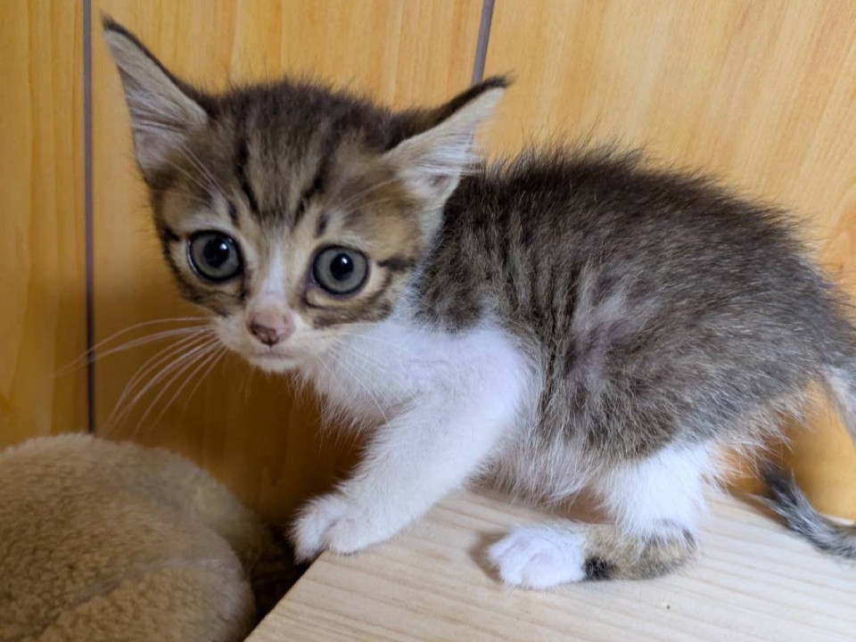 大きなお目々のかわいい兄弟　キジシロ
