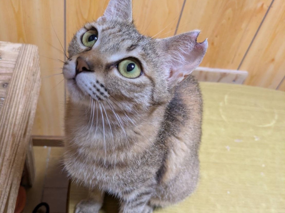 優しくて甘え上手、性格抜群なさくらちゃん