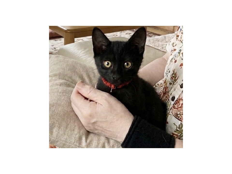 尻尾が長い3ヶ月になったばかりの黒猫ちゃ