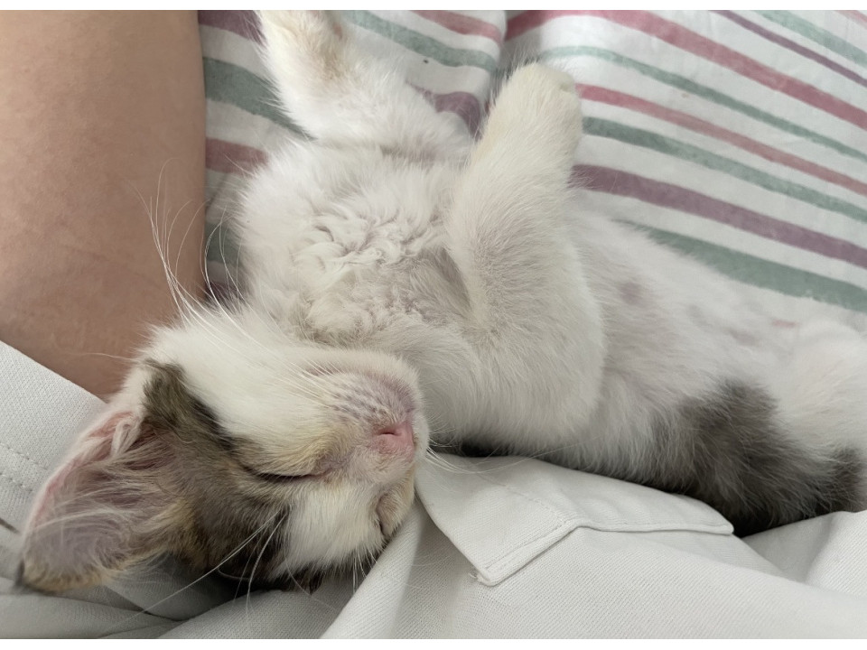 甘えん坊の子猫ちゃん。キジ白(オス)