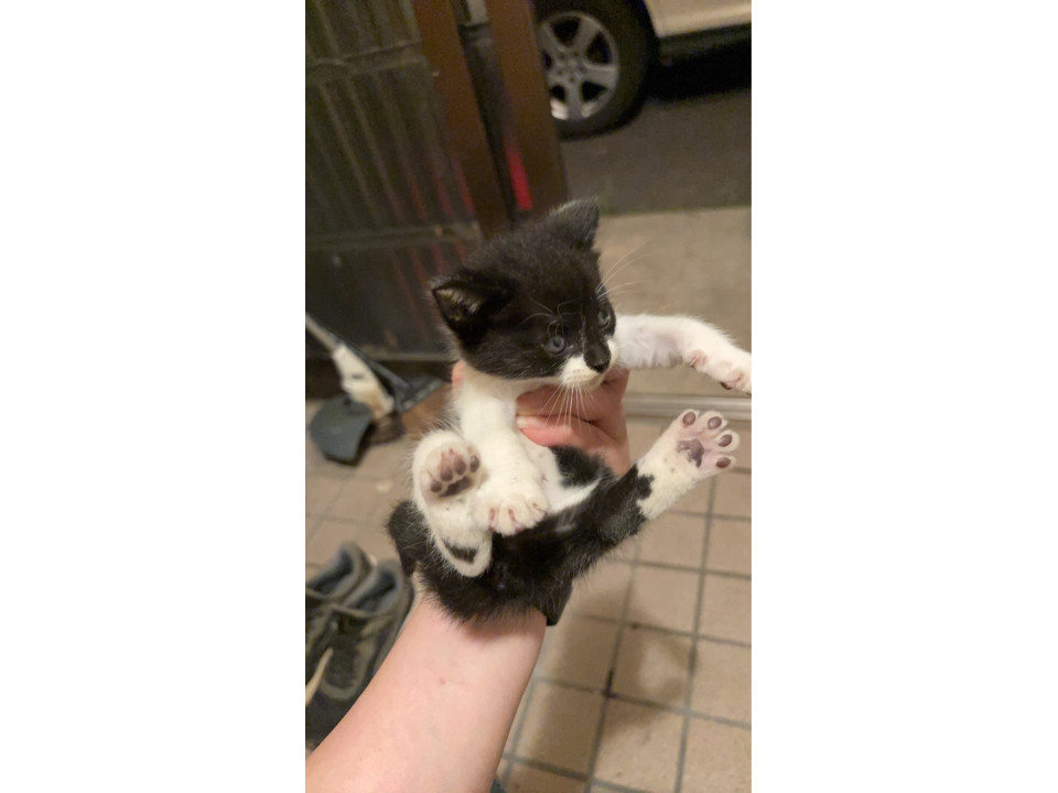 子猫　兄弟　6匹