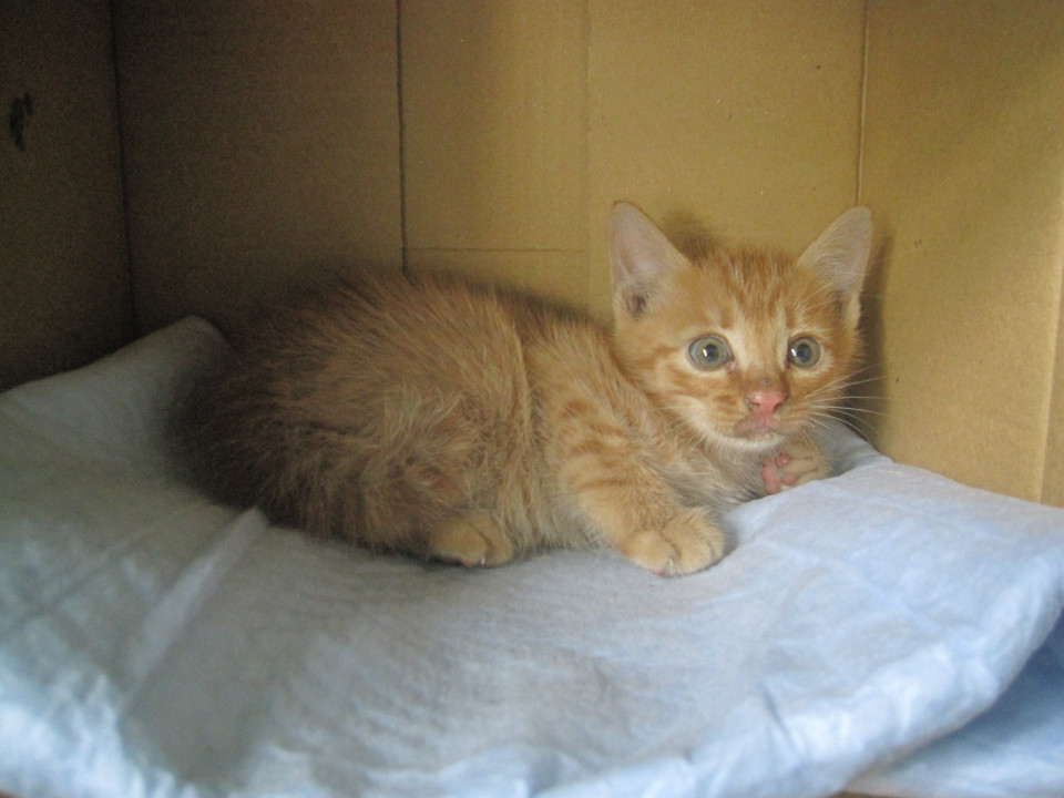 チャトラ子ねこです