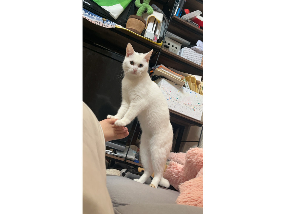 かわいいしろねこです