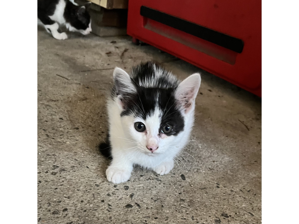白黒（白多め）子猫