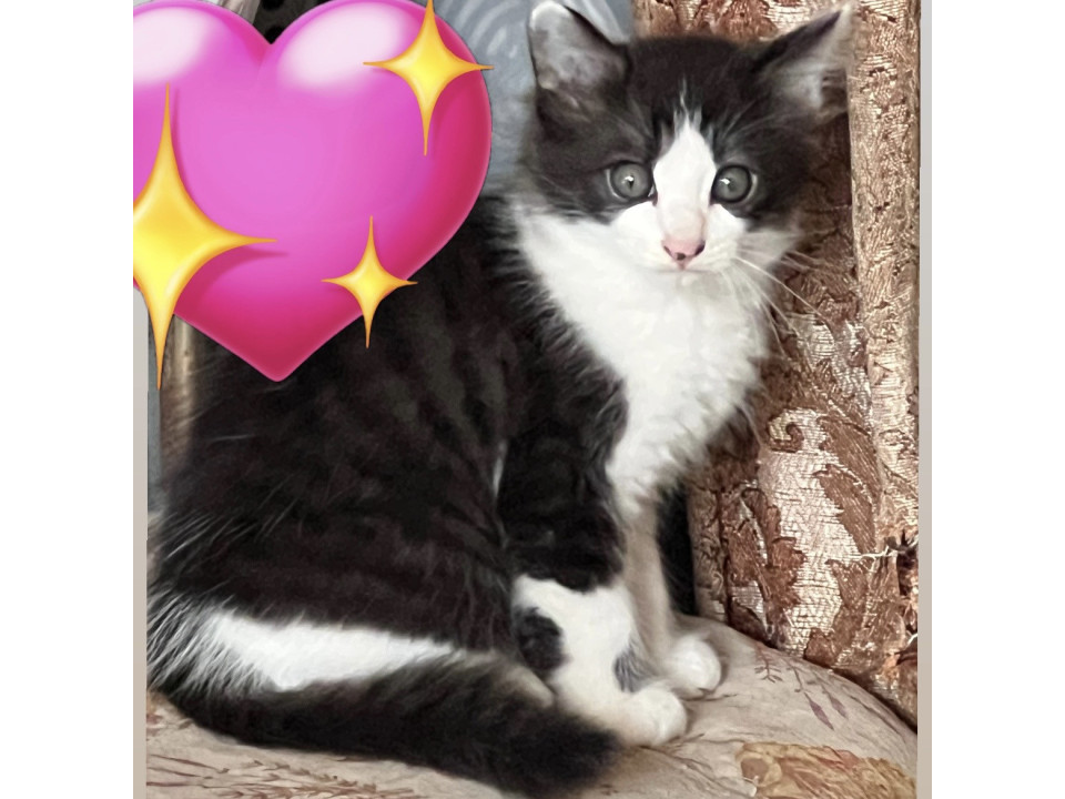 白黒（黒多め） 子猫