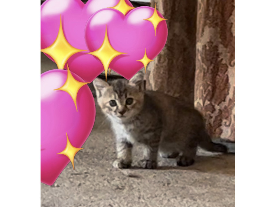 キジトラ 子猫
